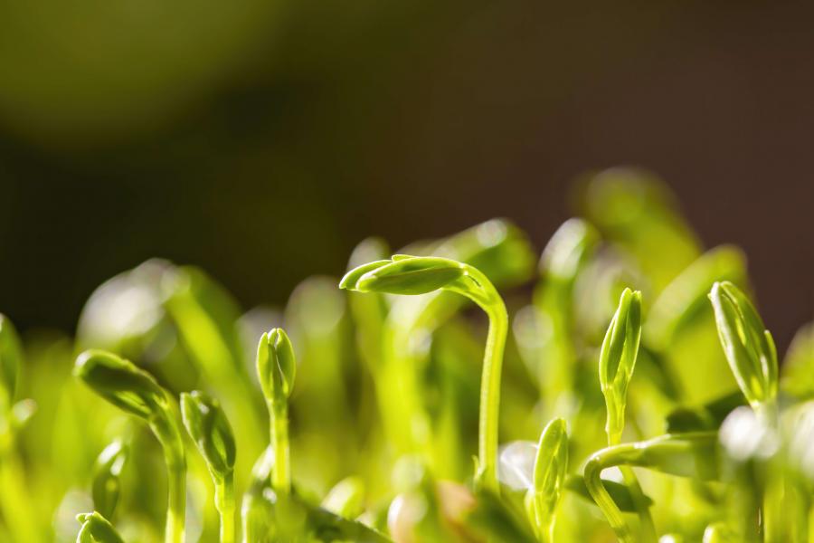 A detail of microgreens.