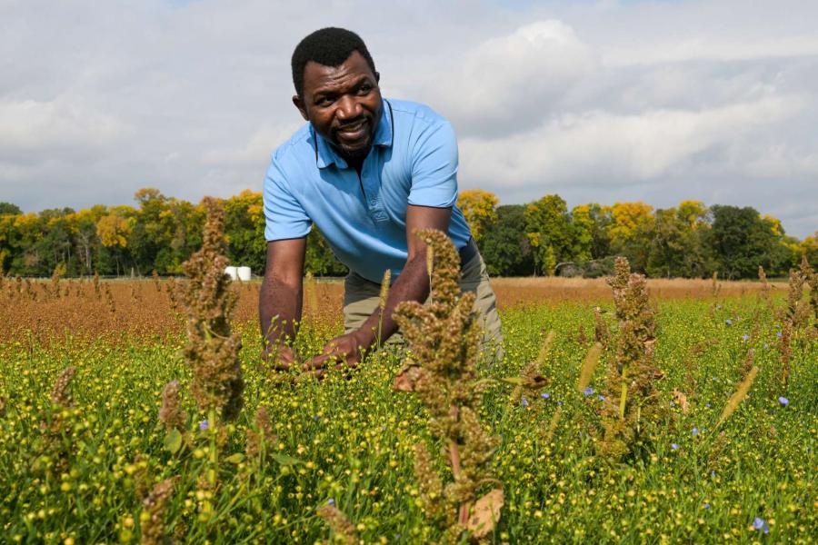 A man in an agricultural field bending to look at the crop.